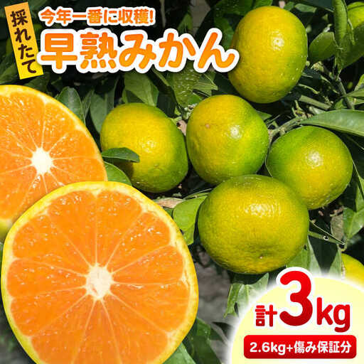 【2026年9月中旬以降発送】早熟みかん 計3kg（2.6kg＋400g傷み保証分） / みかん 柑橘 / 佐賀県 / 山本農園 [41ATBT001]