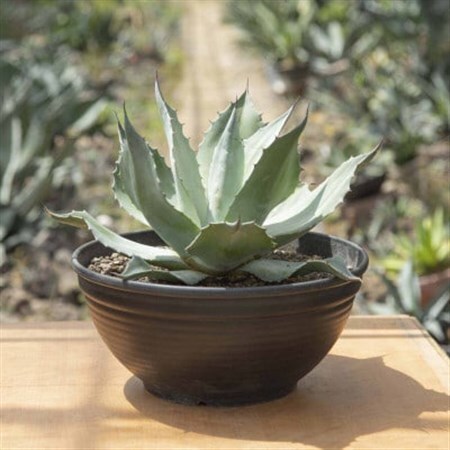 【圧倒的な存在感!】アガベ　オバティフォリア　11号鉢_花・観葉植物 観葉植物・苗木  _【1434441】