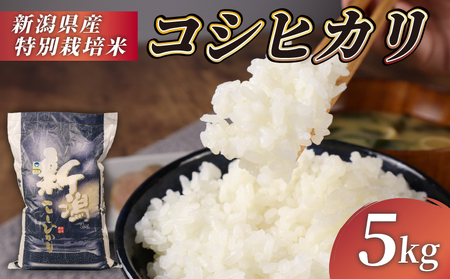 R7年産先行予約 コシヒカリ 5kg 特別栽培米 コンテスト 入賞米 米 おこめ お米 ブランド米 ご飯 ごはん オニギリ お弁当 玄米 対応可 kome 送料無料 数量限定 農家直送 産地直送 国産 川瀬農園 新潟 新発田 D71_02