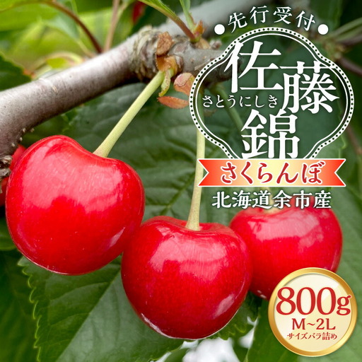 [2027年産 先行予約][北海道余市産]さくらんぼ「佐藤錦」(M〜2Lサイズバラ詰め)400g×2パック さくらんぼ 佐藤錦 サクランボ 人気さくらんぼ 佐藤錦 さくらんぼ