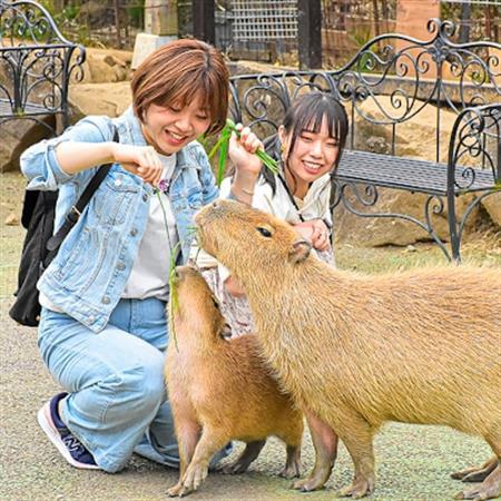 伊豆シャボテン動物公園入園引換券(エサあげチケット&グッズつき)1名様_旅行券・チケット 雑貨 旅行券・チケット 動物園 入場券・優待券 _