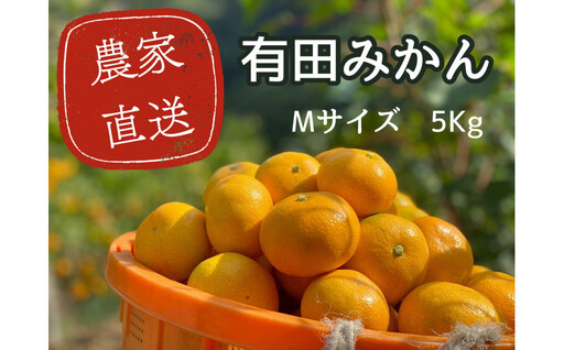 有田みかん M 5kg 贈答用 乳酸菌栽培［先行予約］
