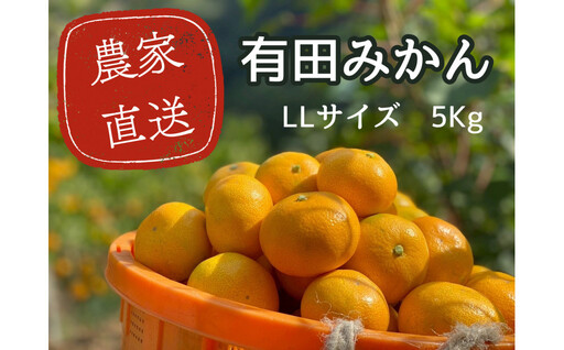 有田みかん LL 5kg 贈答用 乳酸菌栽培［先行予約］