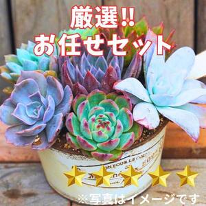 731【厳選株】【農場直送】多肉植物エケベリア ぷっくり充実株!! おまかせ7品種セット※着日指定不可※北海道・沖縄・離島への配送不可