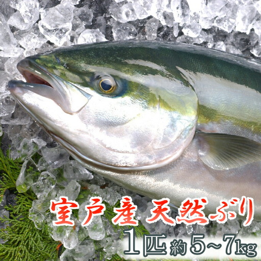 室戸産天然ぶりまるごと１匹（５ｋｇ～）下処理不可