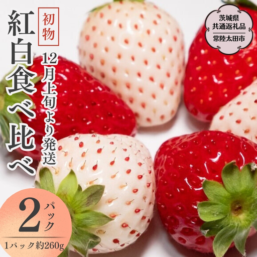 《 先行予約 》朝摘み 初物 紅白いちご 約260g×2パック (茨城県共通返礼品 常陸太田市) 先行予約 檜山いちご園 国産 朝採り 朝採れ 大粒 いちご イチゴ 苺 くだもの 果物 フルーツ 冬 春 旬 [DY017sa]