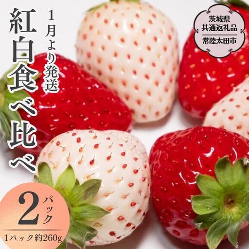 《 2027年 収穫分 》 朝摘み 紅白いちご 約260g×2パック (茨城県共通返礼品 常陸太田市) 先行予約 檜山いちご園 国産 朝採り 朝採れ 大粒 いちご イチゴ 苺 くだもの 果物 フルーツ 冬 春 旬 [DY019sa]