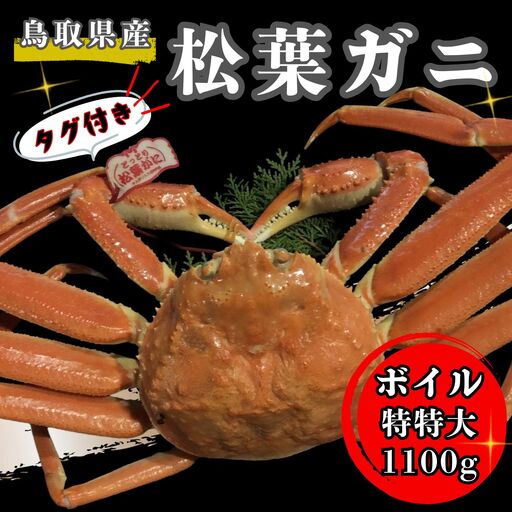 【'26先行予約】タグ付きボイル松葉ガニ（特特大１，１００ｇ以上）【魚倉】 [171-2] 
