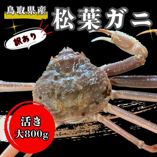 【'26先行予約】[訳あり]足１本なし生松葉ガニ（大８００ｇ）【魚倉】 [185-2]