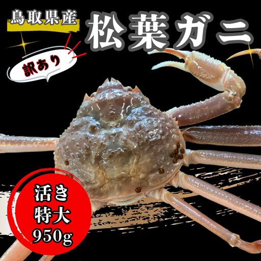 【'26先行予約】[訳あり]足１本なし生松葉ガニ（特大９５０ｇ）【魚倉】 [186-2]