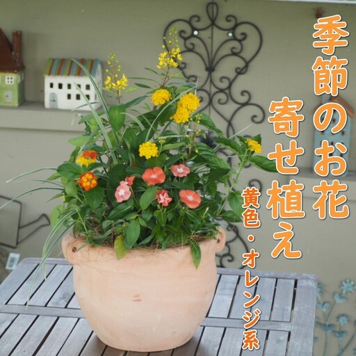 植物 寄せ植え 季節のお花 黄色 オレンジ系 つぼ丸型 植物