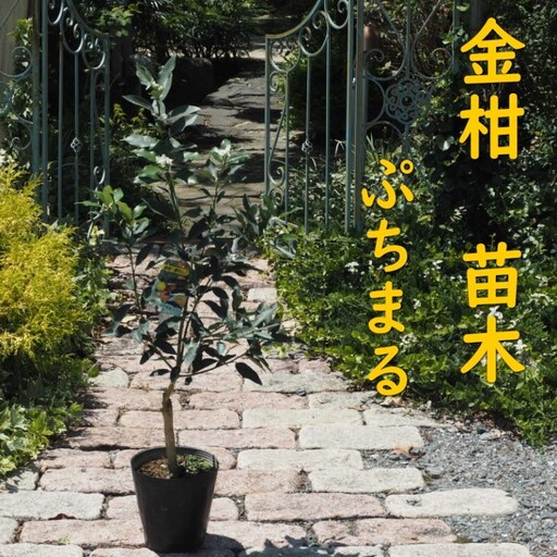 きんかん 植物 苗木 品種 ぷちまる 2年生苗 きんかん