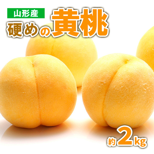 山形産 硬めの黄桃　約２kg（4～9玉)秀品 【令和8年産先行予約】FS23-778 くだもの 果物 フルーツ 山形 山形県 山形市 2026年産