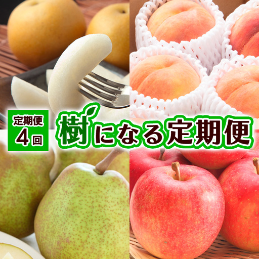 [定期便4回]樹になる定期便[令和8年産先行予約]FU23-795 くだもの 果物 フルーツ 山形 山形県 山形市 2026年産