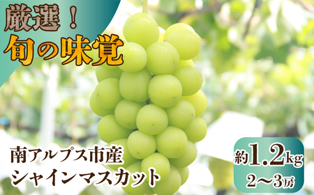 【2026年発送先行予約】厳選！南アルプス市産　シャインマスカット　約1.2kg（2～3房） ALPDD009