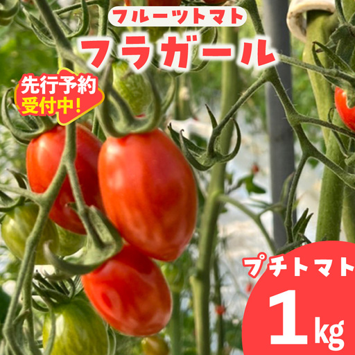 【先行予約】【2027年1月中旬以降発送】フルーツトマト　フラガール1kg（へたなし）