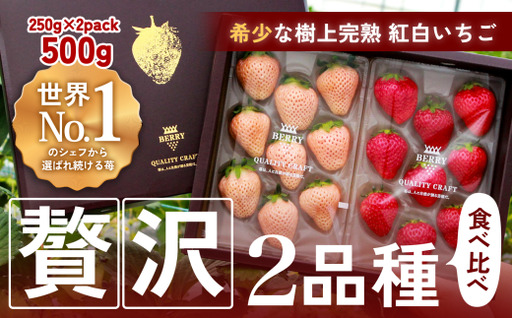 【完熟クラフト苺BERRY】有名シェフ御用達【紅白いちご】樹上完熟紅ほっぺ・淡雪 約500g（出荷2026年12月上旬～2027年5月下旬） 【yuji0003】