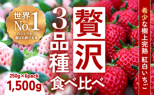 【完熟クラフト苺BERRY】有名シェフ御用達【樹上完熟いちご 欲張り３種セット（白いちご＋赤２品種）】約1500g（出荷2026年12月上旬～2027年5月下旬）【yuji0006】