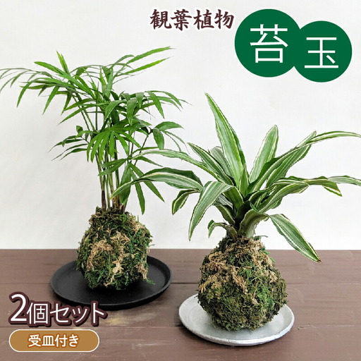 観葉植物 こけ玉 2個  観葉植物
