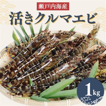 2026年12月発送:活きクルマエビ　1kg_魚介・海産物  エビ えび 海老_【配送不可地域：離島・北海道・沖縄県】【1052789】
