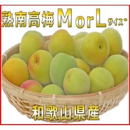2027/6月より発送【梅干し・梅酒用】紀州和歌山の熟南高生梅　MorL-10kg 【配送不可地域：離島・北海道・沖縄県】【1375213】