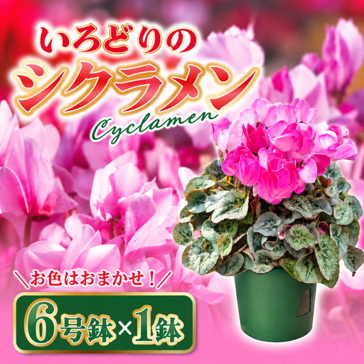 [先行予約]シクラメン 6号鉢×1鉢