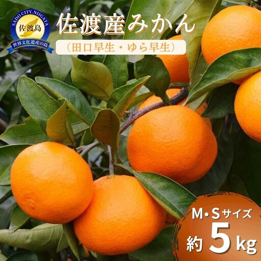 みかん 約5kg MまたはSサイズ| 新潟県 佐渡市 みかん