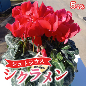 【先行予約】厳選シクラメン鉢 ”シュトラウス”【花・シクラメン・鉢】《11月下旬-12月下旬頃出荷予定》