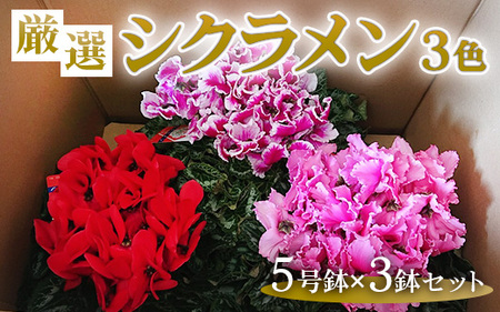 厳選シクラメン5号鉢×3鉢セット ハウスの中から厳選した3色【花・シクラメン・鉢】《11月下旬-12月中旬頃出荷予定》