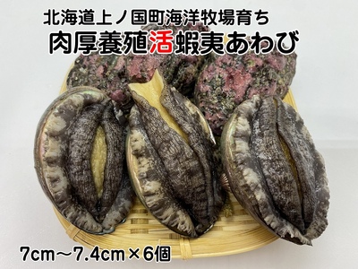 海洋牧場育ち養殖活蝦夷あわび(7㎝〜7.4㎝×6個) 活アワビ 鮑 海鮮 産地直送 魚介類 海の幸 おせち エゾアワビ 冷蔵 アワビ BBQ バーベキュー 蝦夷鮑
