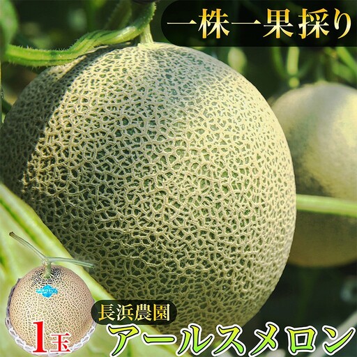 メロン／果物【数量限定100】アールスメロン（ネットメロン） 1玉（2026年7月上旬～発送）フルーツ・果物・メロン