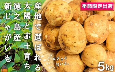 《今が旬！》～これからは産地で選びたくなる～徳之島産新じゃがいも（5kg） ( バレイショ 野菜 旬 春 徳之島 奄美 鹿児島 肉じゃが カレー じゃがバター 美味しい 人気 オススメ )