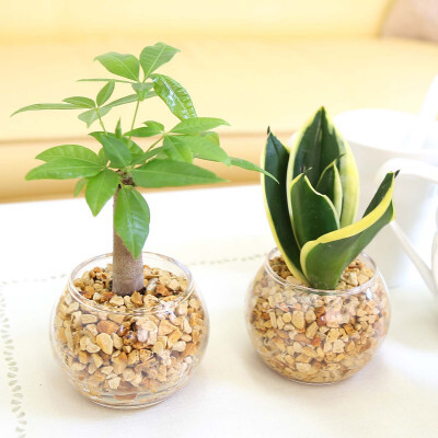 [観葉植物]土を使わないで清潔なミニ観葉植物 ゼオライト植え・ガラス鉢 丸形 2鉢セット(パキラとサンスベリア)[観葉植物 インテリア 部屋 おしゃれ 福岡県 筑前町 送料無料 AG048VC03]