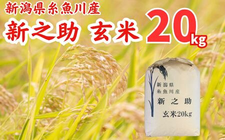 【令和6年産 新米先行予約】『新之助』玄米20kg 新潟県糸魚川産 しんのすけ 農家自慢の特選米 JA えちご上越農業協同組合
