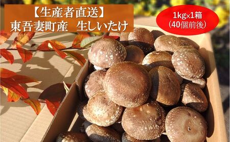 生椎茸肉厚鍋物群馬県産生椎茸【約1kg(40個前後)】