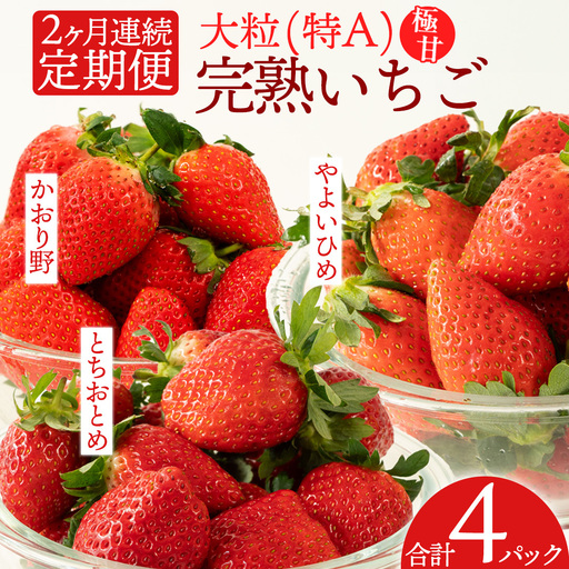 《 2027年 収穫分 》全2回 定期便 完熟 いちご 2パック × 2回 合計 4パック KEK 国産 かおり野 とちおとめ やよいひめ 国産 いちご イチゴ 苺 くだもの 果物 フルーツ 冬 春 旬 [BC073sa]