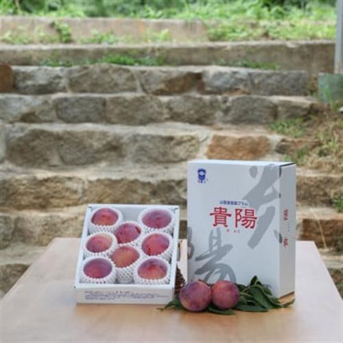 【ふるさと納税】2027年発送 山梨県山梨市産 貴陽すもも 約1.5kg (8玉～10玉程度)【配送不可地域：離島】【1316279】
