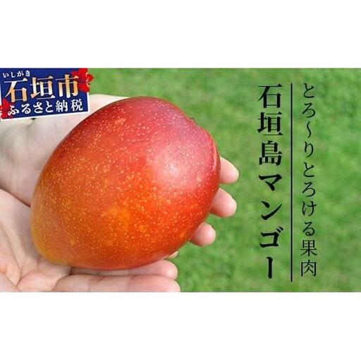 《2026年順次発送》訳あり (家庭用)沖縄マンゴー（石垣島産） 1kg