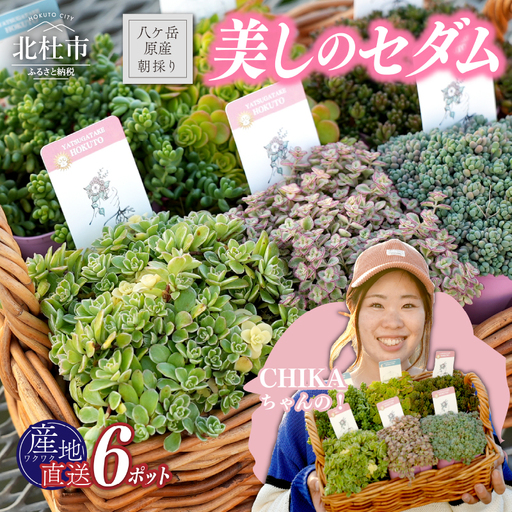 北杜市八ヶ岳産美しの多肉〜セダムアソート〜 [h235]
