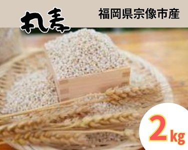ミネラル豊富な丸麦 2kg[アグリCATS]
