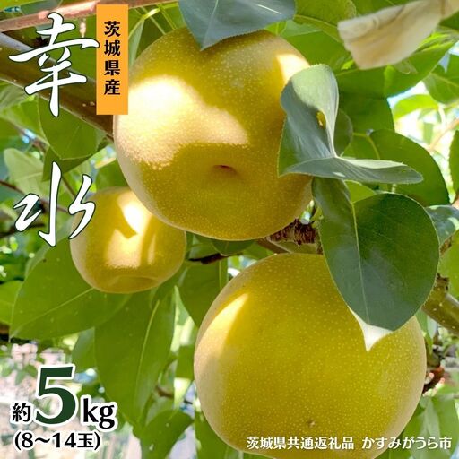 幸水 約 5kg 8玉〜14玉 (茨城県共通返礼品 かすみがうら市) 産地直送 久保田果樹園 フルーツ 甘い 直送 茨城 限定 ギフト 梨 幸水 こうすい 果物 [DH001sa]