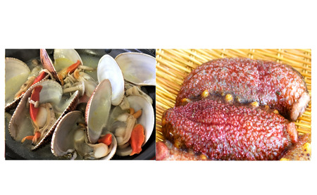 ★冬のぷち海鮮★人気の赤なまこ500ｇ+ぶちうまヒメ貝1ｋｇ★お得な2点セット【先行受付開始！2027年2月6日以降のお届け】