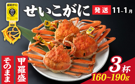 【先行予約】選べる！美味しさ直送【成前特選】越前 せいこがに（160g～190g）×3杯  【11月～1月発送】 [C-028040] / せいこがに