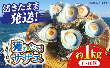 三浦半島 サザエ 中サイズ 約1kg 6~10個 [AKAJ004]サザエ