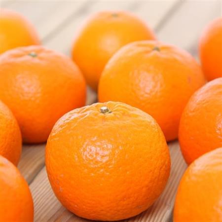 【数量限定】鹿児島県枕崎産 山下農園のこだわりたんかんA8-104_果物・フルーツ  柑橘 _【配送不可地域：離島】【1167044】