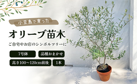 [ 小豆島 ]小豆島で育ったオリーブ苗木!ご自宅やお店のシンボルツリーにどうぞ! 植物 観葉植物 オリーブ 苗木 インテリア シンボルツリー オリーブ苗木 香川 香川県 土庄 土庄町