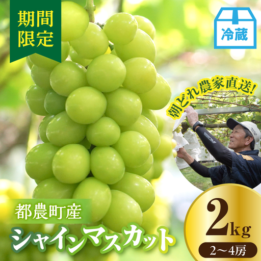 先行予約≪期間限定≫都農町産シャインマスカット(計2kg) ぶどう 果物 国産_T010-0015