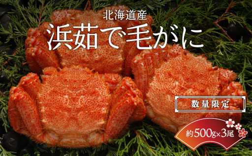 【数量限定】＜北海道産＞浜茹で毛がに【約500g×3尾】（網走加工） 【 毛蟹 毛ガニ 毛がに かに味噌 カニみそ 】 ABC017