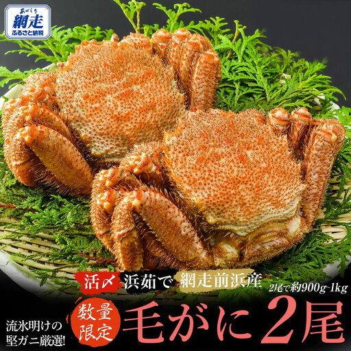 【数量限定】＜網走前浜産＞【流氷明けの堅ガニ厳選！】活〆浜茹で毛がに（計900g～1kg）ABAI008