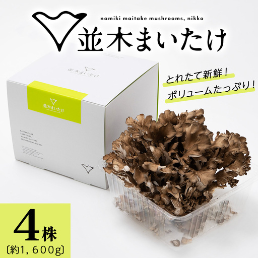 とれたて新鮮！福田きのこ園の『日光並木まいたけ』4株 箱入り (約1600g) [0325]